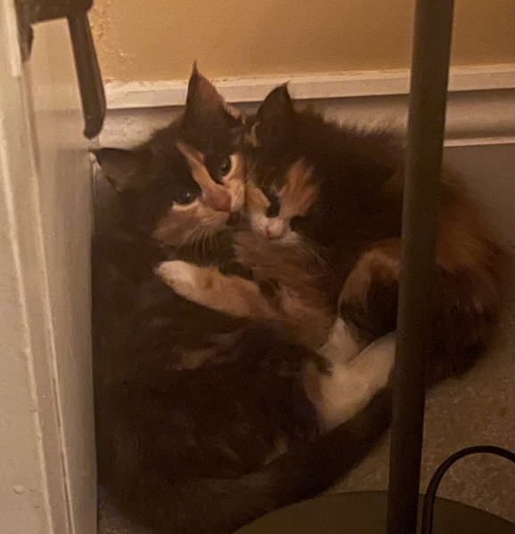 Kitten sisters... not pooing yet?