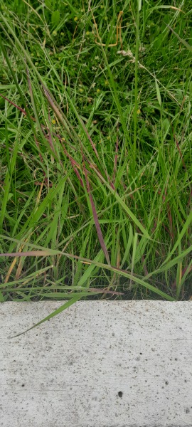 Any ideas what this grass is?
