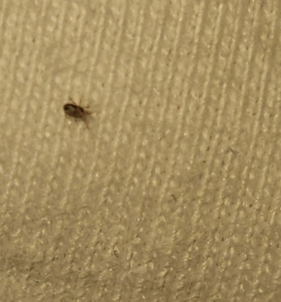 Mites in the home??