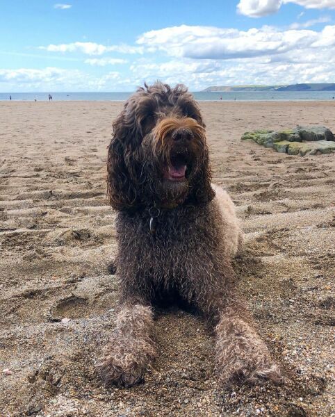 Share Your Dog Stories and Photos! 🐾 Chance to Win £100!