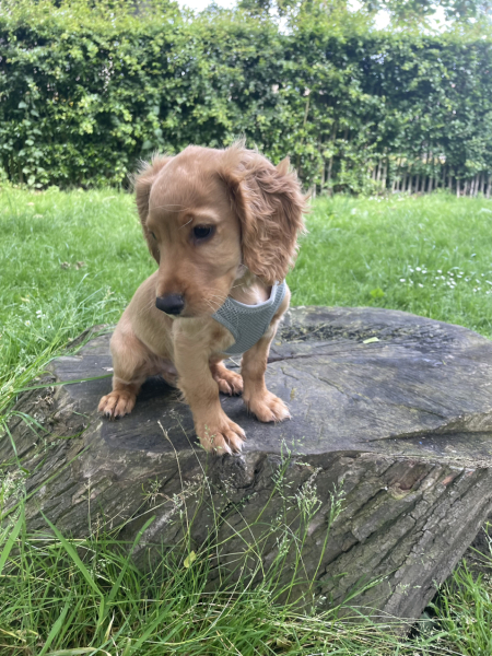 Puppy Survival Thread for New and Old Pups - Spring is around the corner!