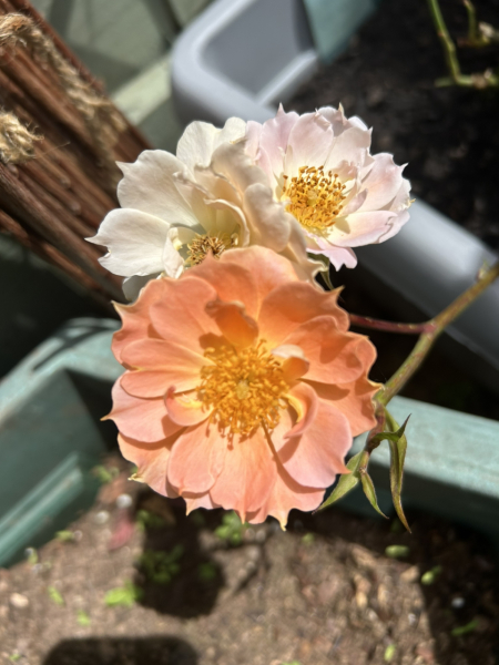 Show Us Your Photos