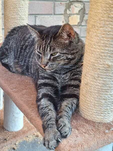 Thread 51 Sunak: A William Hill to die on