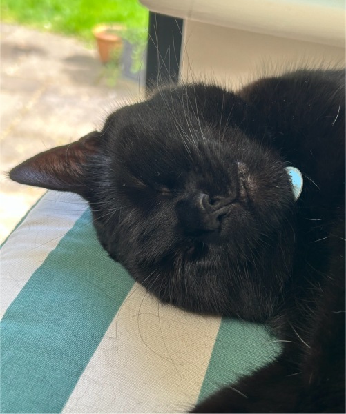 Thread 51 Sunak: A William Hill to die on