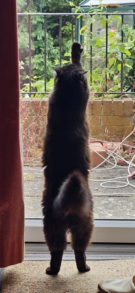 The One where TC moved to Scotland and joined the Excellent Cats