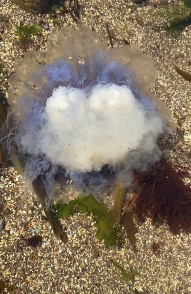 To ask you to help me identify this jellyfish please?