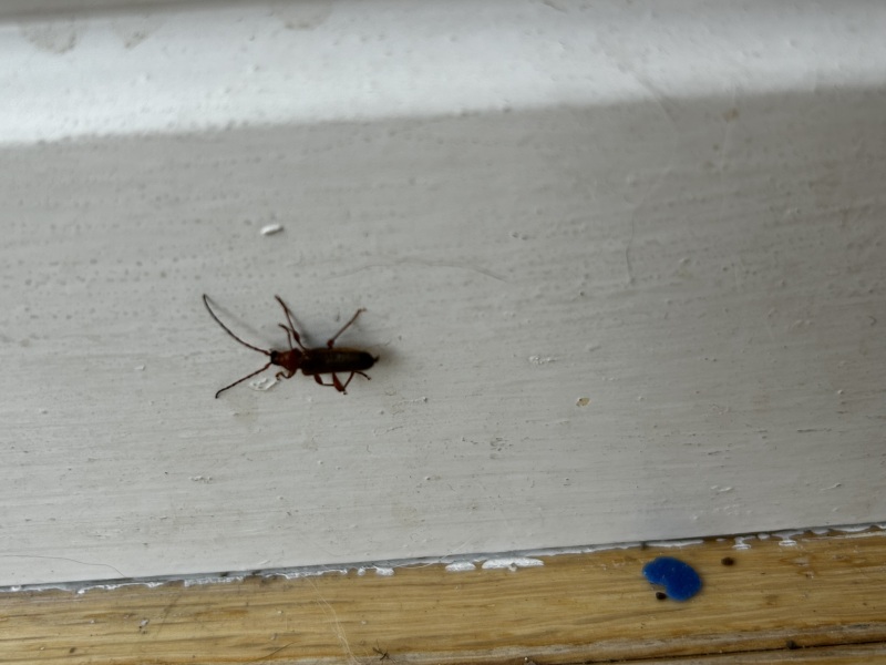 Does anyone know what this is? (Insect pic)