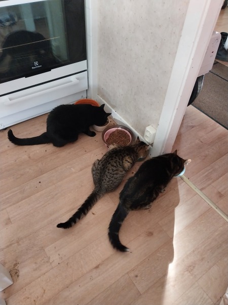 Thread 49 Sunak: He Left them on the beaches