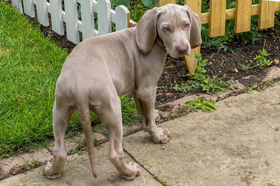 Puppy Survival Thread for New and Old Pups - Spring is around the corner!