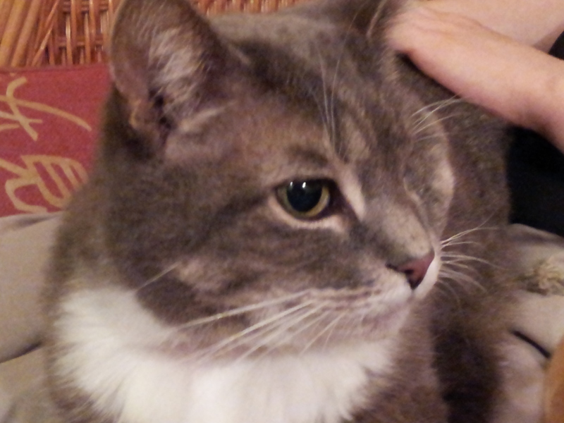 Adopting a silver/blue tabby kitten. Name ideas?!
