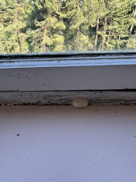What is this!! (With picture)