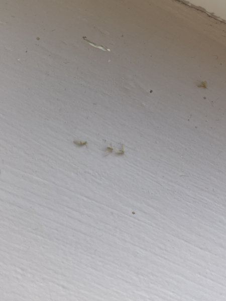 Small green flies