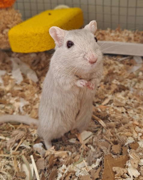 Shall we have a pet thread? Something nice for over the weekend 😁