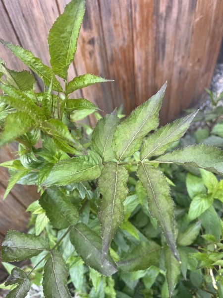 Can anyone identify this plant?
