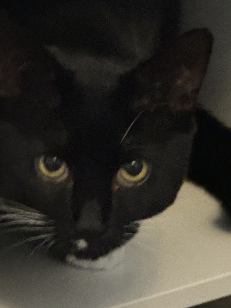 Thread 52 Sunak: The Final Countdown