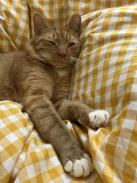 New Cat woes