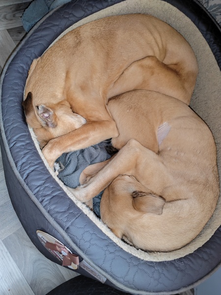 favourite thing your dog does?