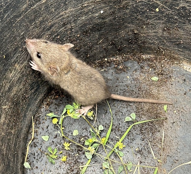 House mouse or field mouse? Just caught in my bathroom!