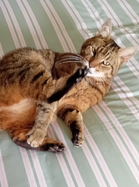 The One where TC moved to Scotland and joined the Excellent Cats