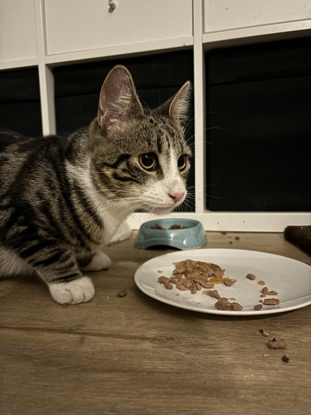 9 month old kitten not come home