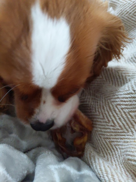 Puppy Survival Thread for New and Old Pups - Spring is around the corner!