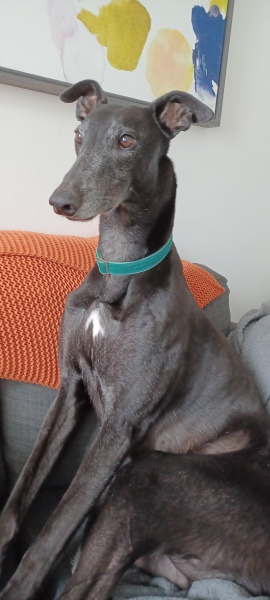 Shall we have a pet thread? Something nice for over the weekend 😁