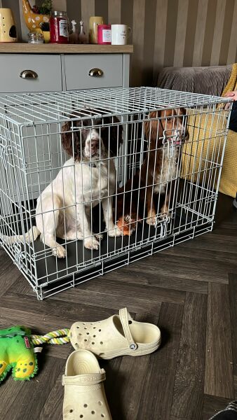 Puppy Survival Thread for New and Old Pups - Spring is around the corner!