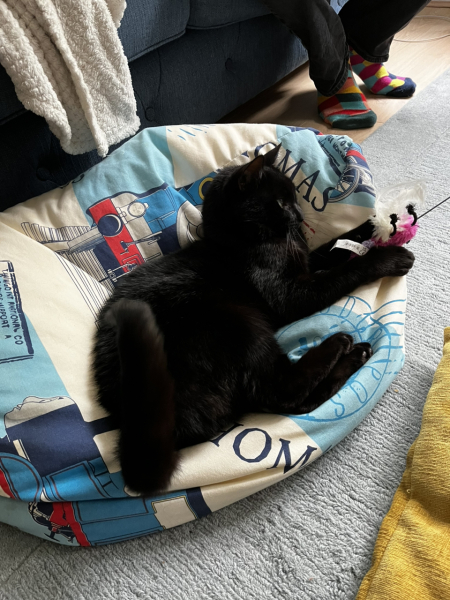 Machiavellian Misbehaviour- the Excellent Cats Deny Everything