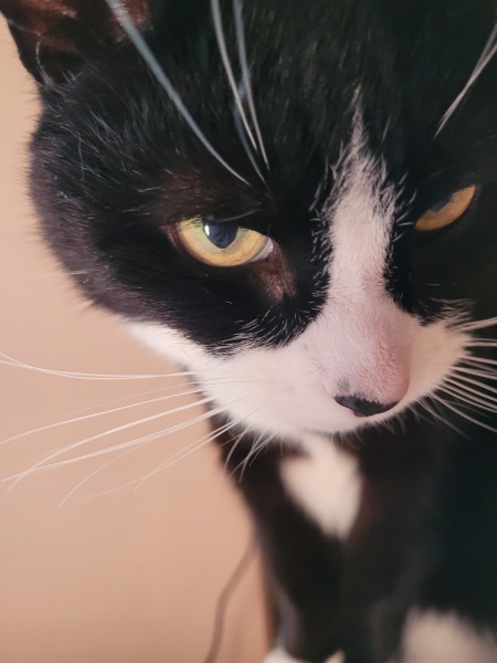 Thread 47 Sunak : The Ship of Fools sails on