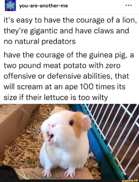 Spring has sprung...let's Countdown to Christmas 2024 (Thread 2)