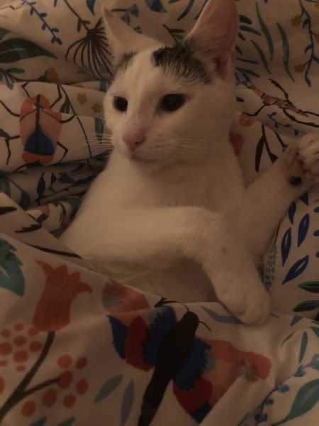 Do you speak 'cat'?
