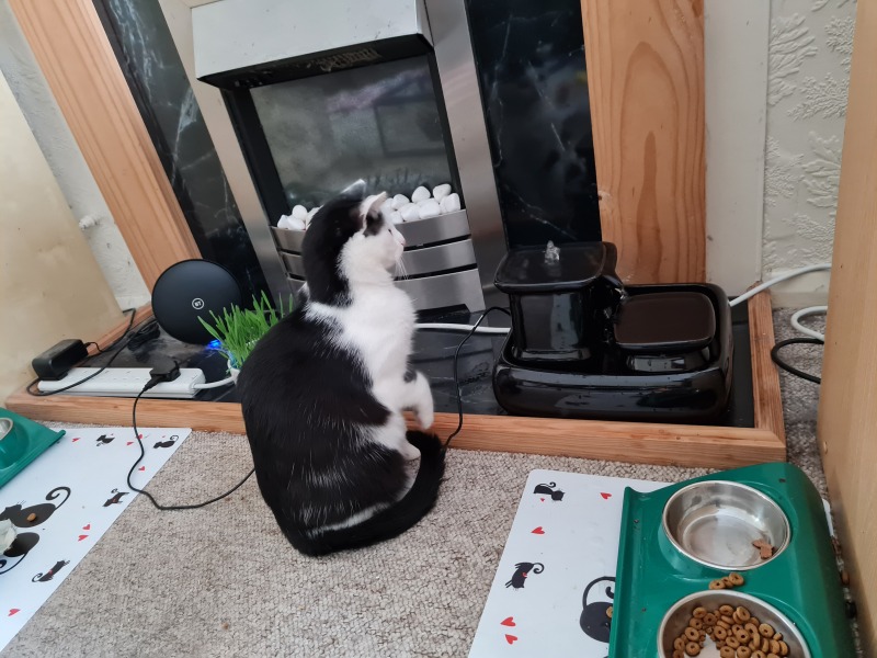 Machiavellian Misbehaviour- the Excellent Cats Deny Everything