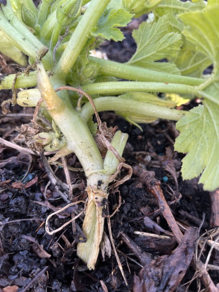 Courgette stems looking poorly