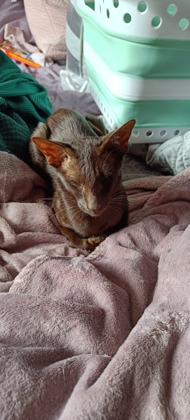 We rescued these girls yesterday!