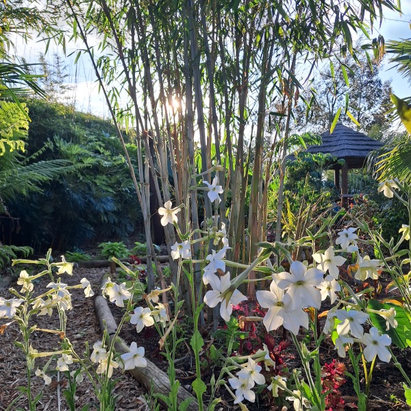 Anyone else planting a jungle/tropical garden?