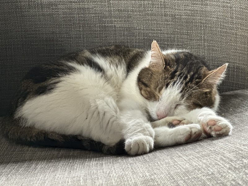 Family cat suggestions