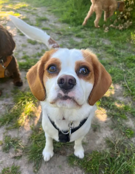 Dachshund or Cavalier King Charles