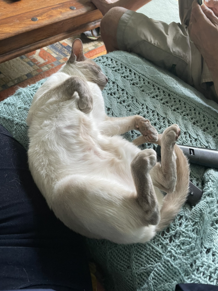 Thread 48 - Sunak - Capsized on the Ship of Lies