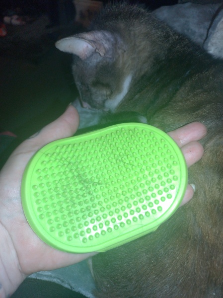 The One where TC moved to Scotland and joined the Excellent Cats