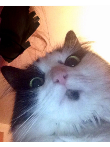 Do you speak 'cat'?