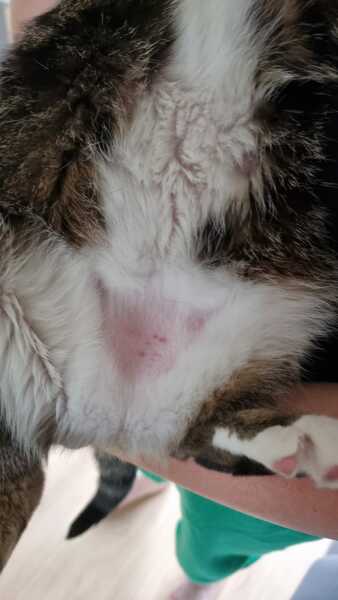 Bald spots on indoor cat