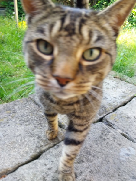 Thread 48 - Sunak - Capsized on the Ship of Lies