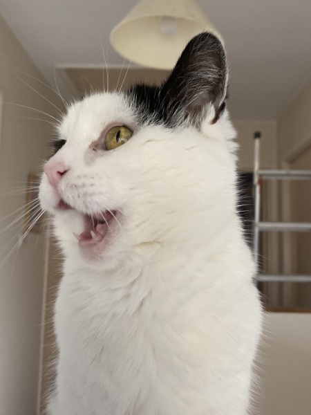 Do you speak 'cat'?
