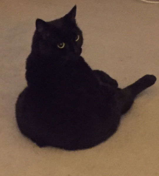 My little cat has cancer