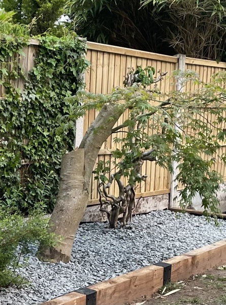 Butchered tree