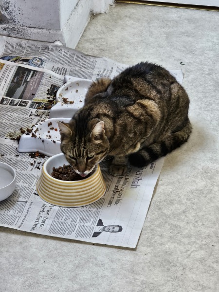 TC part 6.  The Furry Menace.