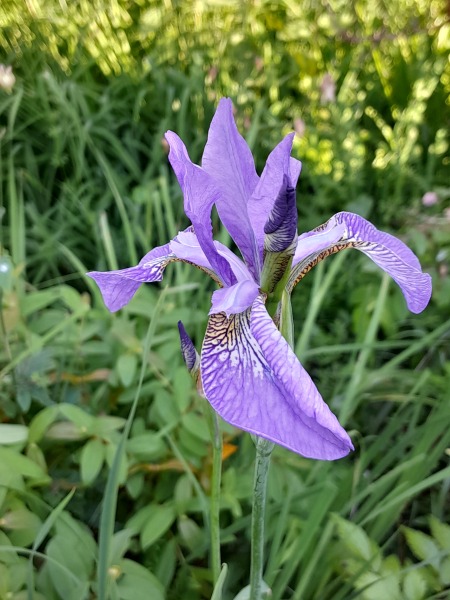 What have you done in the garden today? Part 5