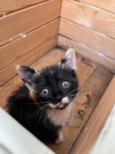 Would I be unreasonable to introduce a kitten?