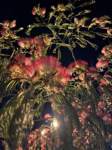 Can anyone identify these Greek plants?