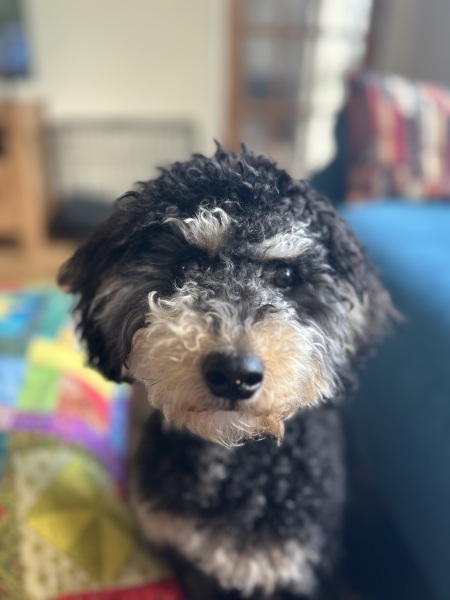 Shall we have a pet thread? Something nice for over the weekend 😁